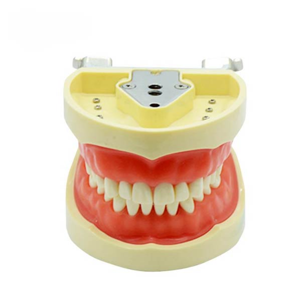 Modello di dente standard UM-A6 (gengiva morbida 32 denti)
   