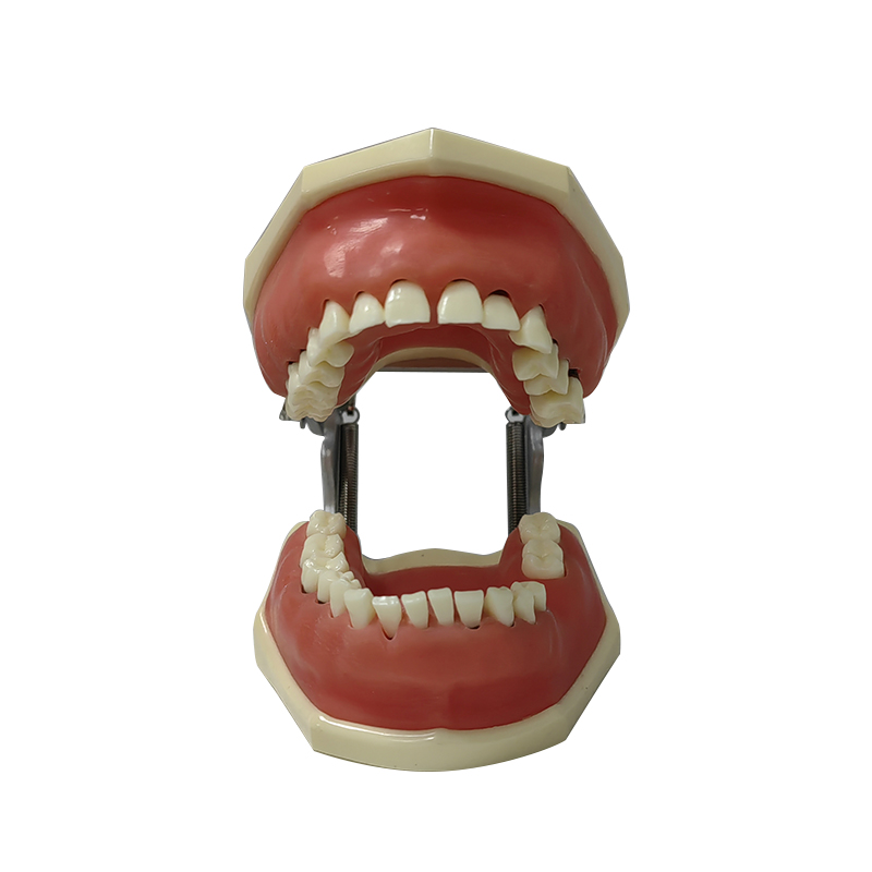 UM-4027-2 Periodontal Practice Model
   