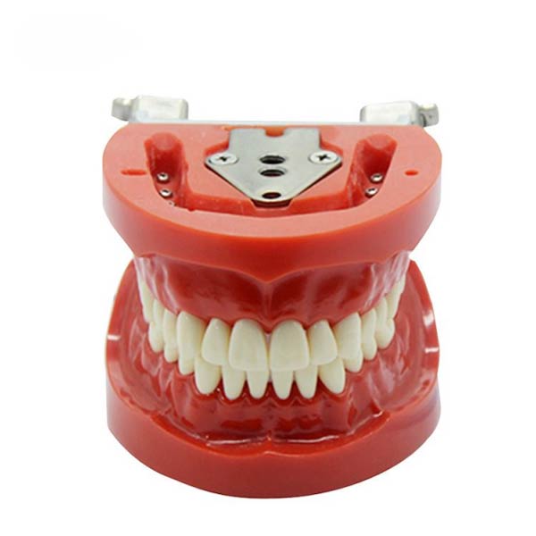 Modello denti standard UM-A3 (nissin)
   