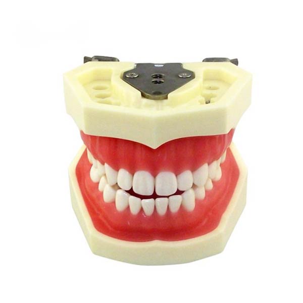 Modello di dente standard UM-A4 (gengiva morbida 28 denti)
   