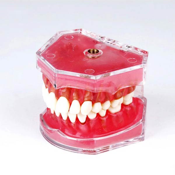 UM-7008 Gomma morbida con denti rimovibili
   