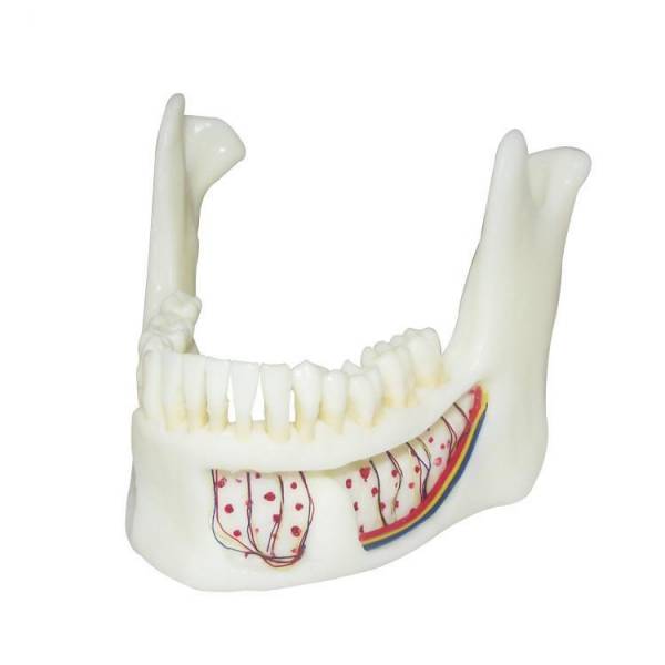 UM-F2 Educational Nature Size Mandibola con piastra buccale a cerniera
   