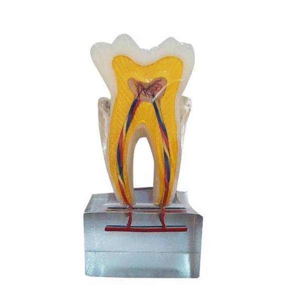 UM-U14 Modello anatomico del dente sei volte normale
   