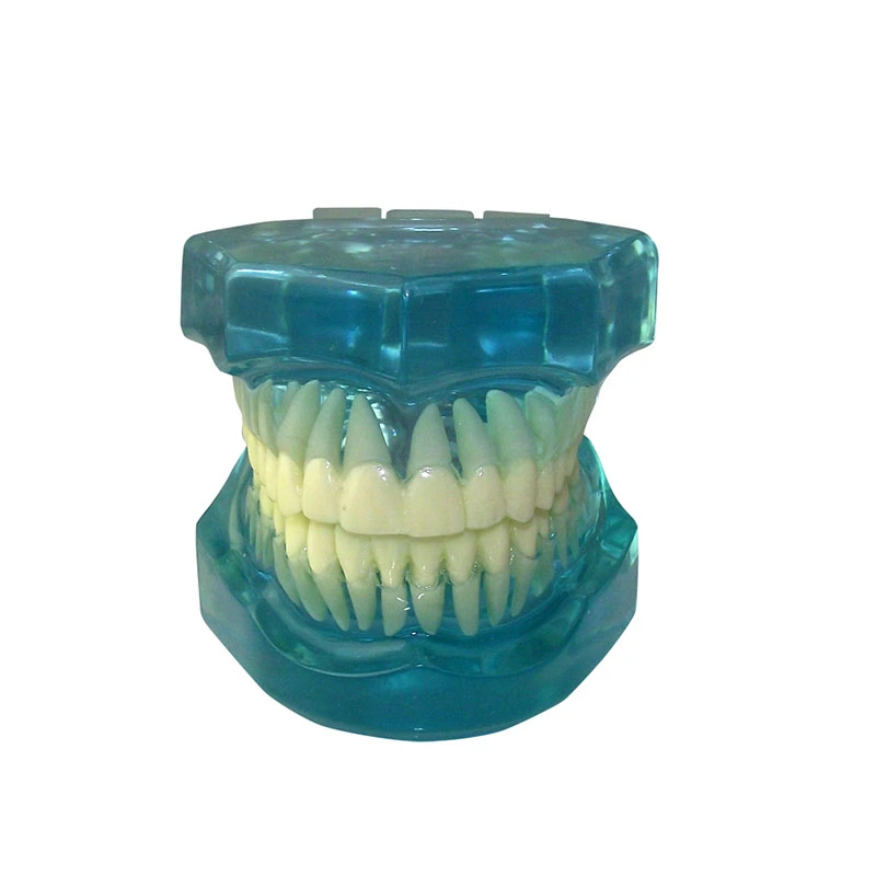 UM-7002 Denti adulti standard modello completamente trasparente
   