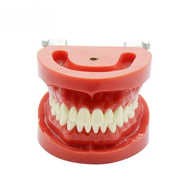 UM-A2 modello di dentizione standard rimovibile (nissin)