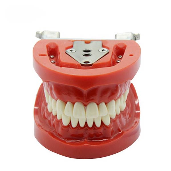 UM-A3 modello standard dei denti (nissin)