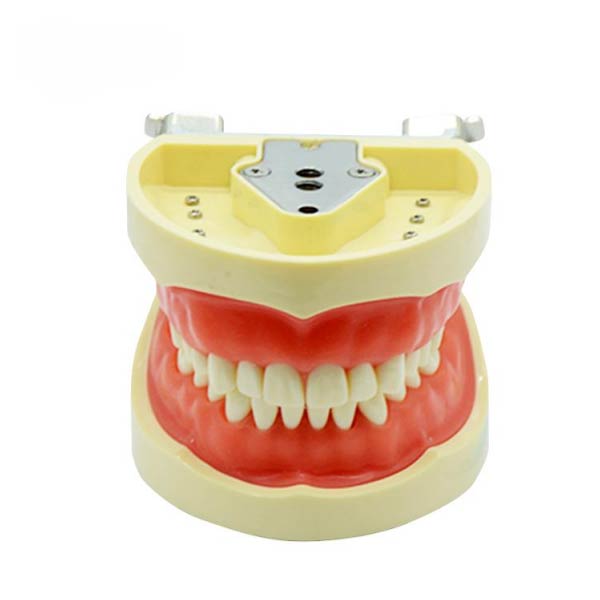 Modello standard UM-A6 del dente (gomma morbida 32 denti)