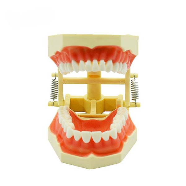 UM-A3F F modello del dente