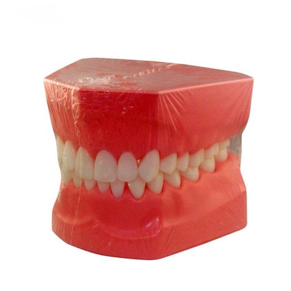 Modello dimostrativo di spazzolino da denti per adulti UM-A8