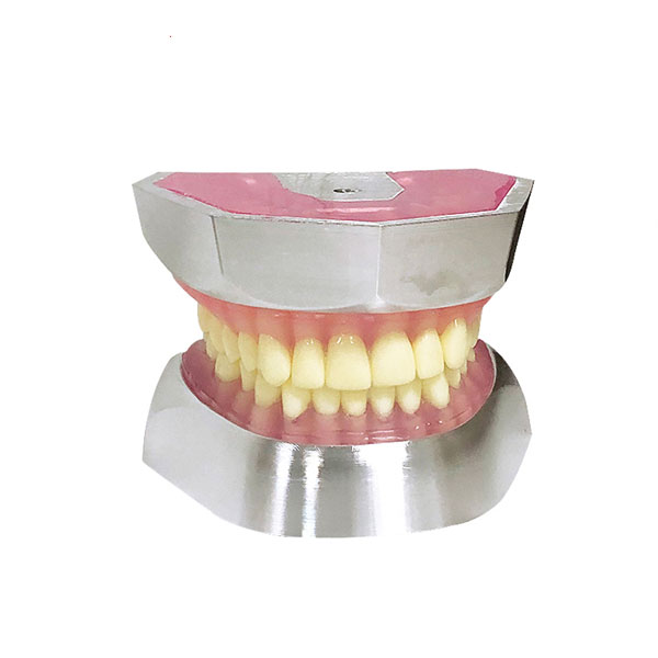 Modello UM-L16 dell'estrazione del dente della resina (solo denti 32pcs)