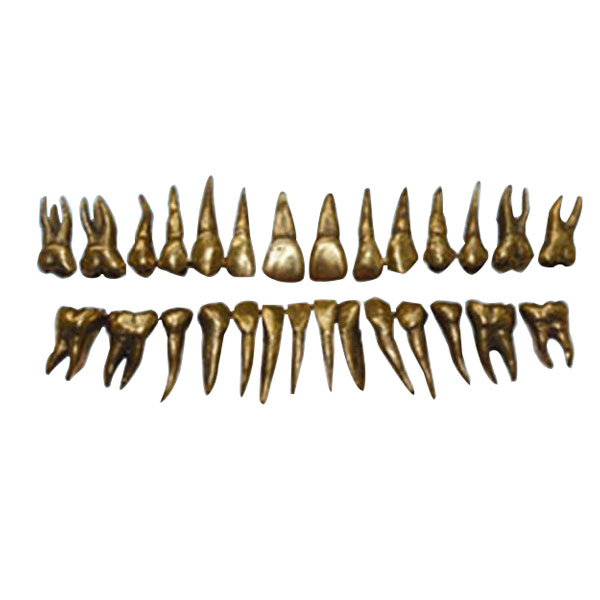 Morfologia UM-D13 dei denti di metallo