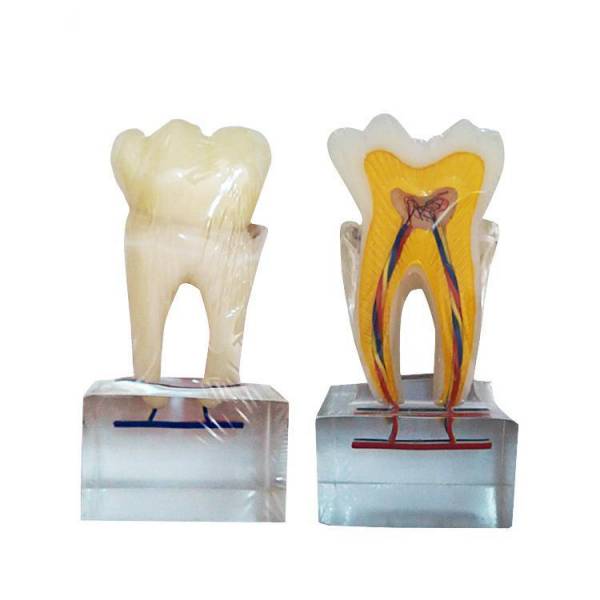 UM-U14 modello di anatomia del dente normale sei volte