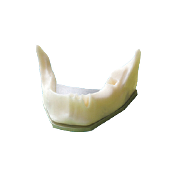 UM-Z8 mandibola a forma anatomica dell'osso per la pratica del posizionamento dell'impianto