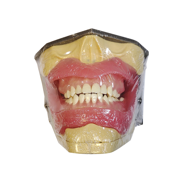 Modello UM-L2 per anestesia orale e l'estrazione del dente